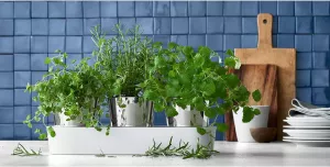 Bylinková zahrádka WMF Gourmet, samozavlažovací květináče Bylinková zahrádka WMF Gourmet, samozavlažovací květináče